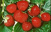 strawberry senga sengana