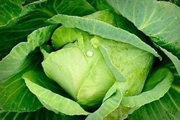Overwintering cabbages